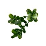 Plantenwand, , wandplanten, 50 x 50 cm, decoratie voor muur/balkon/tuin, boxwood