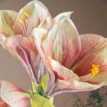Amaryllis 68 cm roze I amaryllis kunstmatig met natuurgetrouwe bloemen I hoogwaardige en stijlvolle Real Touch kunstamaryllis I kunstbloem amaryllis ideaal als indoor- of kerstdeco