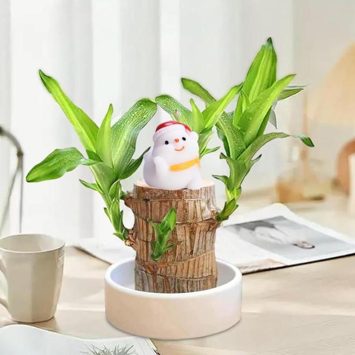 Braziliaanse planten indoor geluksholt plant set kleine mini-plant desktopplanten Braziliaanse houtplant met monniken Braziliaans hout plantenstronk hout hydrocultuurplant