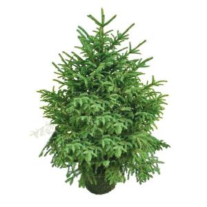 5ft Echter Weihnachtsbaum,Premium Fichte Scharnier Inklusive Ständer Mit Wurzeln Umweltfreundlicher Weihnachtsbaum,Für Feiertagsdekoration Modisch，C-150cm(5ft)