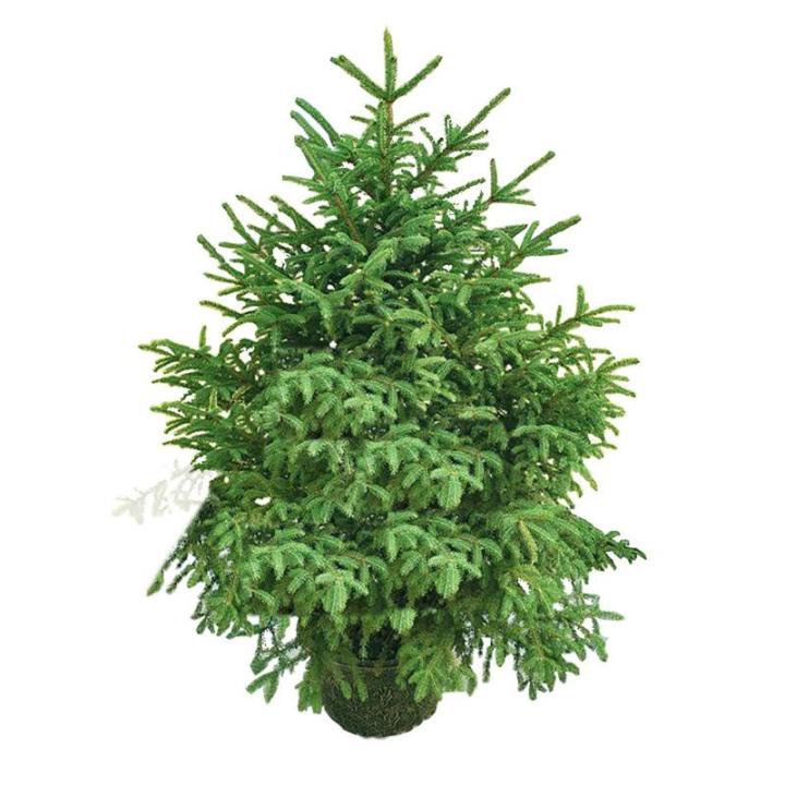 5 Fuß Echter Weihnachtsbaum, Premium Fichte mit Scharnier, inklusive Ständer mit Wurzeln, umweltfreundlicher Weihnachtsbaum, für Weihnachtsdekoration,C,300cm(9.8ft)