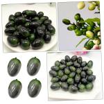 60 STK Olivenimitat Künstliche Früchte Ornament Lebensechte Früchte Modell Künstliche Früchte Obstdekor Falsches Obst Modell Mit Gefälschten Früchten Olivenschimmel Plastik