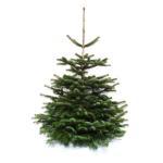 Nordmann-kerstboom uit Sauerland (100-120cm)