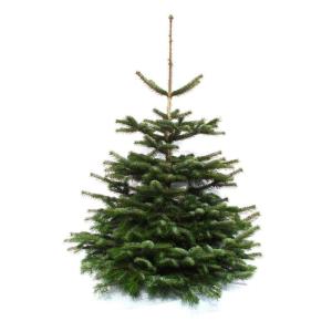 Nordmann-kerstboom uit Sauerland (100-120cm)