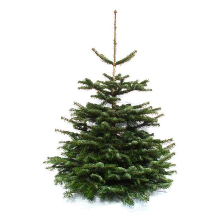 Nordmann-kerstboom uit Sauerland (100-120cm)