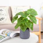 Kunstgroene plant in pot, kunstmatige vetplanten, planten in pot, 35 cm grote groene kunstmatige plant, kunstbladeren, voor thuis, bureau, woonkamer, decoratie