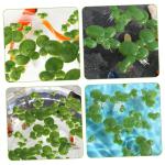 2 Sätze Wasserlinsen-Kunststoff Künstliche Pflanzen Artificial Pflanzen Künstliche Wasserpflanzen Simulierte Aquariumpflanzen Entengrütze Wasserlinsen-dekor Plastik 90 Stück *