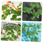 3 Sätze Wasserlinsen-Kunststoff Künstliche Pflanzen Artificial Pflanzen Aquarium Dekoration Gefälschte Schwimmende Entengrütze Künstliche Wasserlinsenpflanze Plastik 90 Stück