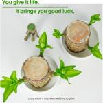 Braziliaanse planten indoor geluksholt plant set kleine mini-plant desktopplanten Braziliaanse houtplant met monnetje Braziliaans hout plantenstronk hout hydrocultuurplant (0A brui