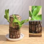 Brazilian Wood Plant,Mini Brazil Lucky Wood,Brazilian Lucky Wood Desk,Brazilian Lucky Bamboo Wood Hydroponic Potted Plant Stump,Office Desktop Plant (Lucky Wood+Doll+Monk-Color Ran