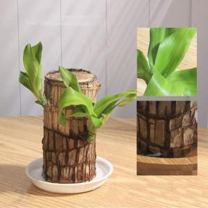 Brazilian Wood Plant,Mini Brazil Lucky Wood,Brazilian Lucky Wood Desk,Brazilian Lucky Bamboo Wood Hydroponic Potted Plant Stump,Office Desktop Plant (Lucky Wood+Monk-Color Random)