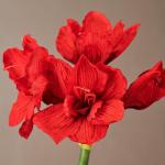 Amaryllis, 68cm, rood, Real Touch