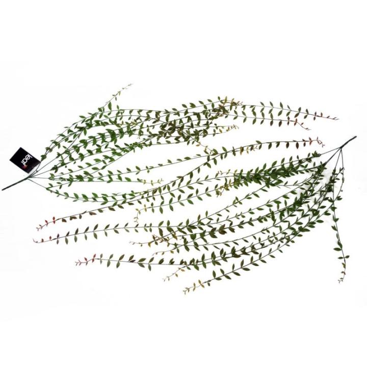 Ontwerp kunstmatige hangende varenplanten