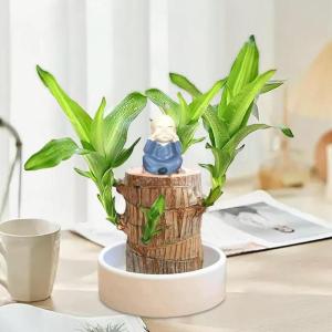 Braziliaanse planten indoor geluksholt plant set kleine mini-plant desktopplanten Braziliaanse houten plant met monnetje Braziliaans hout plantenstronk hout hydrocultuurplant (mari