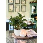 in pot, 28 cm, voor woondecoratie, kunstmatige kamerplant, camellia, bloemstukken, thuis- en kantoordecoratie, desktop, bonsai, met potten, tafeldecoratie, huis, balkon,