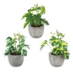 3 stuks , mini-, echte eucalyptus, rozemarijn, babyborrel, klein, met potten, tafeldecoratie, huis, balkon, kantoor, decoratie (3, groen)