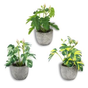 3 stuks , mini-, echte eucalyptus, rozemarijn, babyborrel, klein, met potten, tafeldecoratie, huis, balkon, kantoor, decoratie (3, groen)