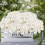 200 stuks madeliefjes, madeliefjes, decoratie, strooidecoratie, net echt, balkon, geschikt voor presentatie op balkons, bruiloften, feesten