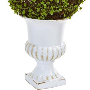 1 Mohlenbechia-Kugel Formschnitt in weißer Urne, 45,7 cm