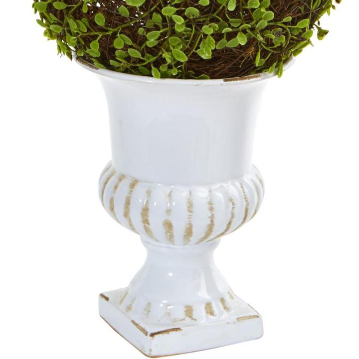 1 Mohlenbechia-Kugel Formschnitt in weißer Urne, 45,7 cm