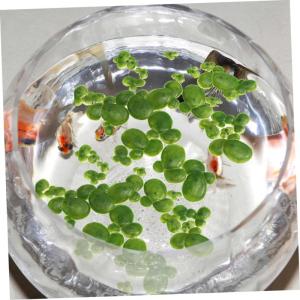 4 Sätze Wasserlinsen-Kunststoff Aquarium Pflanzendekor Künstliche Pflanzen Künstliche Landschaftspflanzen Aquarienverzierung Mini Gefälschte Entengrütze Plastik 90 Stück * 4