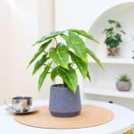 Kunstgroene plant in pot, kunstmatige vetplanten, planten in pot, 33 cm, grote groene kunstmatige plant, groen blad voor thuis, bureau, woonkamer, decoratie