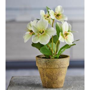 Christrosenbusch weiß-grün im Keramik Topf I weihnachtliche Christrose 28cm I Christrosen im Topf künstlich I Weihnachtsdeko I hochwertige Kunstpflanzen für Weihnachten