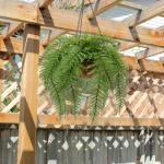 varenplanten, bonston varen, hangplant, kunstvaren, als echt voor muur, keuken, veranda, hangmand, decoratie, met hanghanger