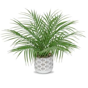 , klein, in pot, 40,6 cm, als echt, kunstkamerplanten voor thuis, kantoor, hotel, bookwinkel, café, moderne decoratie