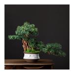 Künstlicher Bonsai-Baum Bonsai-Baum, künstlicher Wacholder-Bonsai, künstlicher Bonsai-Baum, Dekor, Schreibtischpflanzen for Zuhause, Büro, Vitrine, Innendekoration, Desktop-Dis