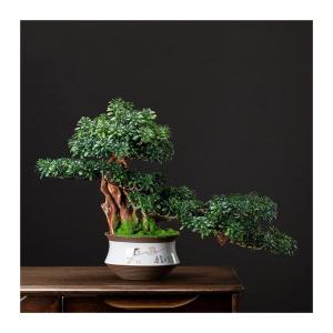 Künstlicher Bonsai-Baum Bonsai-Baum, künstlicher Wacholder-Bonsai, künstlicher Bonsai-Baum, Dekor, Schreibtischpflanzen for Zuhause, Büro, Vitrine, Innendekoration, Desktop-Dis
