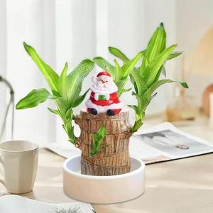 Braziliaanse planten indoor geluksholt plant set kleine mini-plant desktopplanten Braziliaanse houtplant met monniken Braziliaans hout plantenstronk hout hydrocultuurplant
