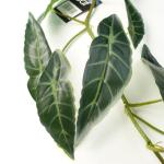 Ontwerp kunstmatige hangende planten