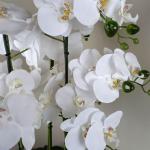 Realistische künstliche Orchideenpflanzen, vollständig getopft