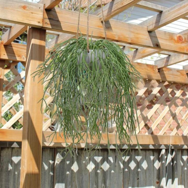 Kunstplant hangplant kunstmatige potplant koraalcactus kunst ripsalis kamer muur decoratie, hoogte 35,5 cm, in hanglamp