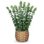 Kunstplant eucalyptus kunstplant lijkt op echte kamerplanten, decoratieve planten in gevlochten zeegras, pot, hoogte 39 cm
