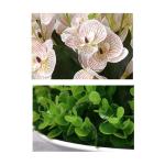 Kunstblumen Künstliche Blumen, künstliche Orchideen-Dekoration – Seidenstoff-Orchideen-Topf-Arrangement mit echtem Touch, Bonsai für Zuhause/Büro für jeden Anlass