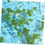 5 Sätze Wasserlinsen-Kunststoff Künstliche Pflanzen Artificial Pflanzen Aquarium Dekoration Mini Gefälschte Entengrütze Teichsimulation Entengrütze Tankanlagen Plastik 90 Stü