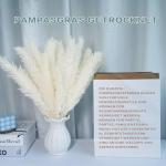 Gedroogde pampasdecoratie, gedroogde bloemen, natuurlijk, doe-het-zelf, droogbloemen, boeket, ideaal voor boho, woonkamer, bruiloft, slaapkamer en vazen (LZGSGO-0109)