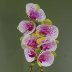 Künstliche Orchidee, Harlekin, mit silberfarbenem Topf, 46 cm, Rosa