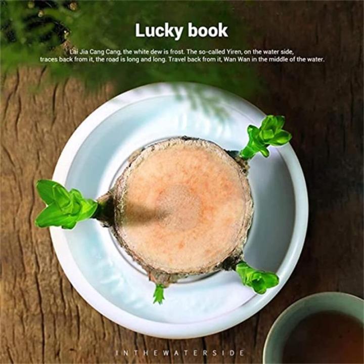 Brazilian Wood Plant,Mini Brazil Lucky Wood,Brazilian Lucky Wood Desk,Brazilian Lucky Bamboo Wood Hydroponic Potted Plant Stump,Office Desktop Plant (Lucky Wood+Doll-Color Random)