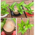 Brazilian Wood Plant,Mini Brazil Lucky Wood,Brazilian Lucky Wood Desk,Brazilian Lucky Bamboo Wood Hydroponic Potted Plant Stump,Office Desktop Plant (Lucky Wood+Doll+Monk-Color Ran