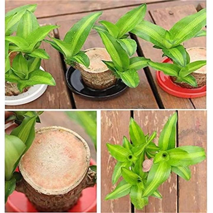 Brazilian Wood Plant,Mini Brazil Lucky Wood,Brazilian Lucky Wood Desk,Brazilian Lucky Bamboo Wood Hydroponic Potted Plant Stump,Office Desktop Plant (Lucky Wood+Doll+Monk-Color Ran