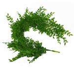 Ontwerp Kunstmatige Opknoping Varen Planten, Evergreen Licht, 100cm