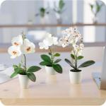 in pot (35 cm), set van 3 kunstorchideeën, kunstmatig afgestemde arrangement in hoogglans-keramische potten, decoratieve bloemen, kunstorchideeën (wit-arrangement)