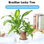 Braziliaanse planten indoor geluksholt plant set kleine mini-plant desktopplanten Braziliaanse houtplant met monnetje Braziliaans hout plantenstronk hout hydrocultuurplant (0A blau