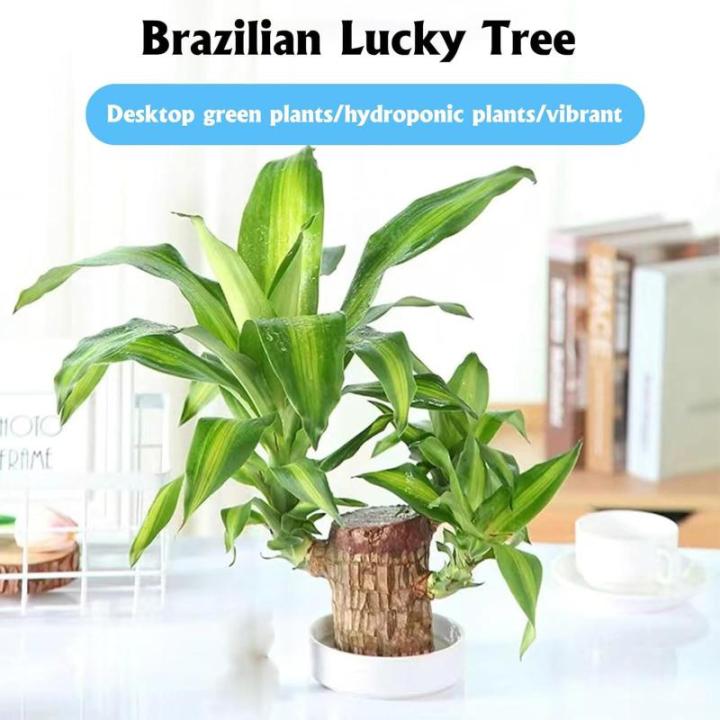 Braziliaanse planten indoor geluksholt plant set kleine mini-plant desktopplanten Braziliaanse houtplant met monnetje Braziliaans hout plantenstronk hout hydrocultuurplant (0A blau