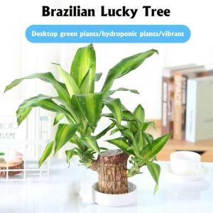 Braziliaans gloeiend hout, Braziliaanse houten plant, mini gelukshhout uit Braziliaanse houten plant met monnikstandbeelden, desktopplant, Braziliaanse houtplant, stomp
