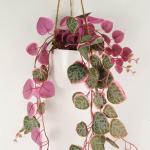 Ontwerp kunstmatige hangende planten