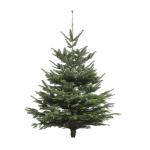 Echte kerstboom - Nordmann-spar - vers geslagen kerstboom dennenboom (spar, 160-180 cm)